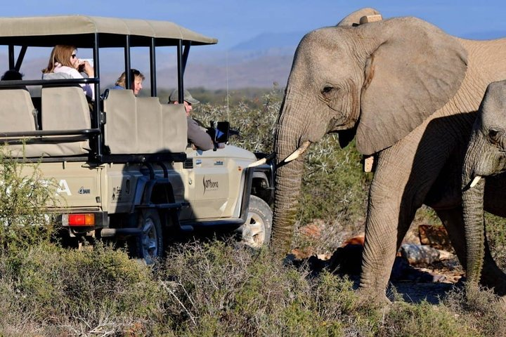 Experience the thrill of encountering majestic elephants up close while exploring the scenic landscapes of the Sanbona Wildlife Reserve a haven for diverse wildlife and stunning natural beauty.